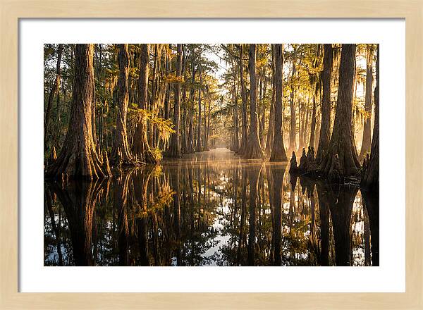 Caddo Lake Serenity