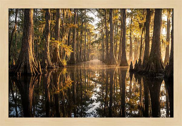 Caddo Lake Serenity