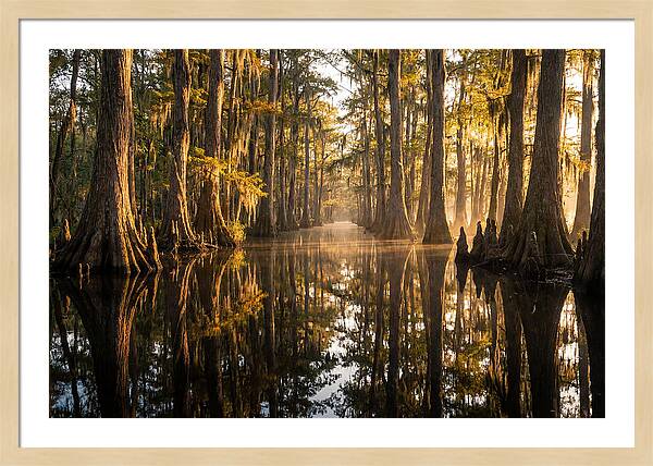 Caddo Lake Serenity