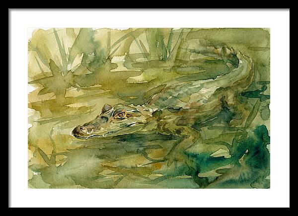 Caiman In Tranquil Waters