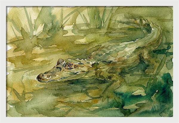 Caiman In Tranquil Waters