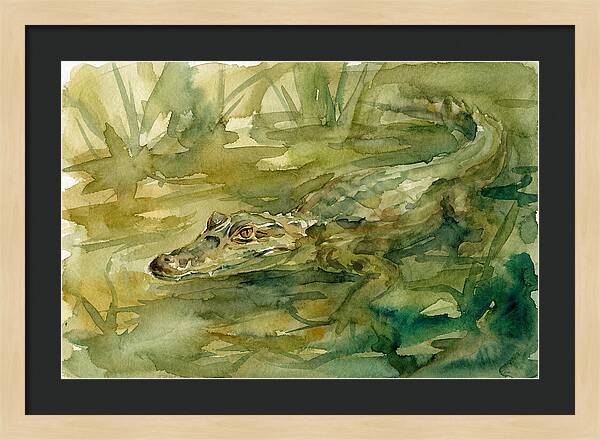 Caiman In Tranquil Waters