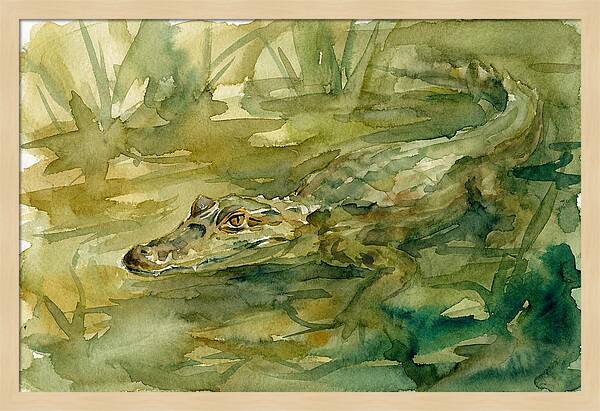 Caiman In Tranquil Waters