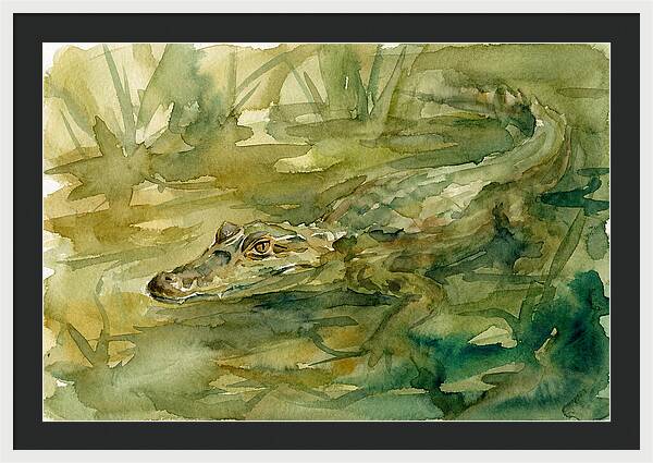 Caiman In Tranquil Waters