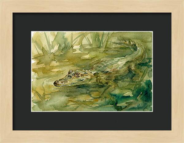 Caiman In Tranquil Waters