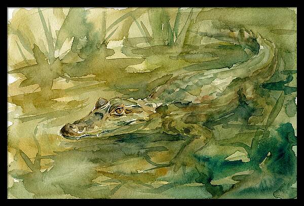 Caiman In Tranquil Waters