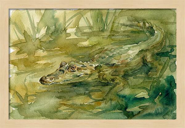 Caiman In Tranquil Waters