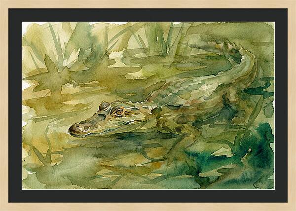 Caiman In Tranquil Waters