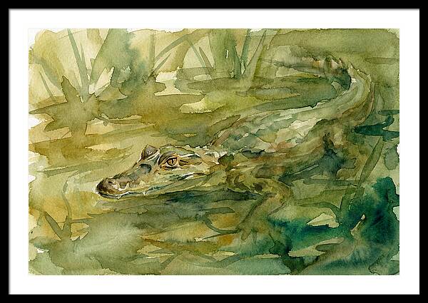 Caiman In Tranquil Waters