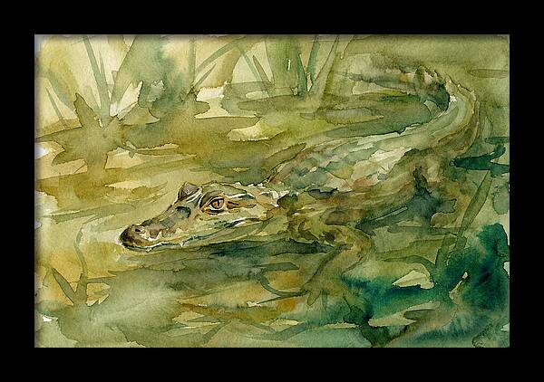 Caiman In Tranquil Waters