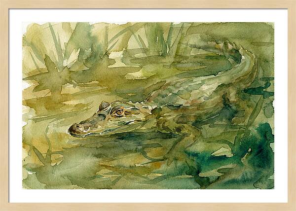 Caiman In Tranquil Waters