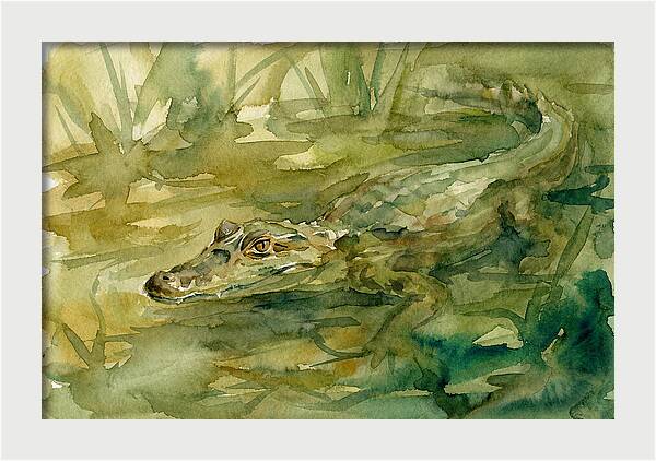 Caiman In Tranquil Waters
