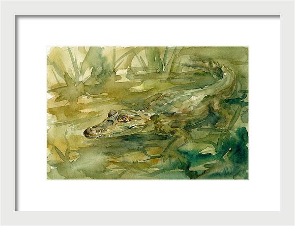 Caiman In Tranquil Waters