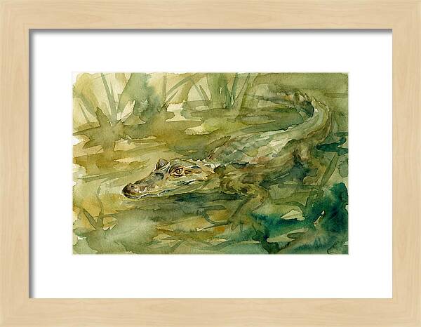 Caiman In Tranquil Waters