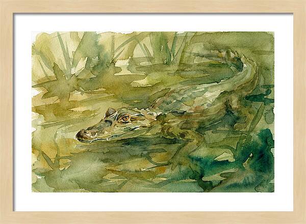 Caiman In Tranquil Waters