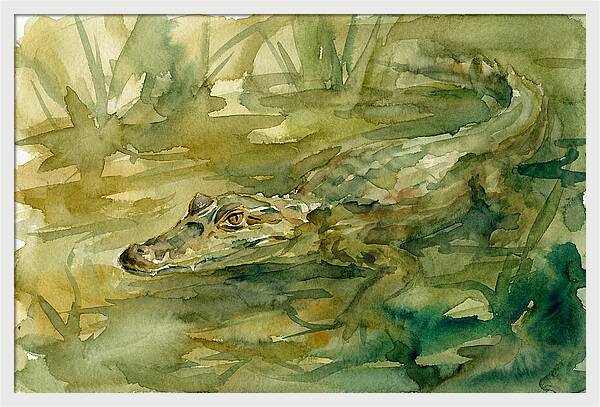 Caiman In Tranquil Waters