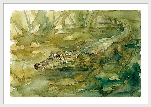 Caiman In Tranquil Waters