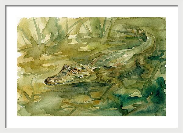 Caiman In Tranquil Waters