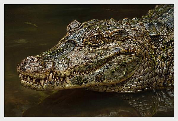 Caiman Realism Portrait