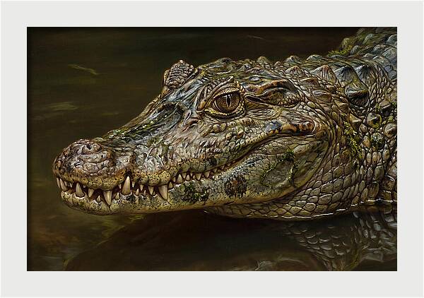 Caiman Realism Portrait