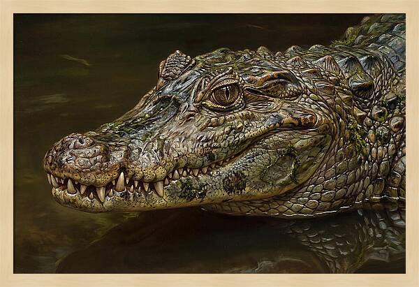 Caiman Realism Portrait