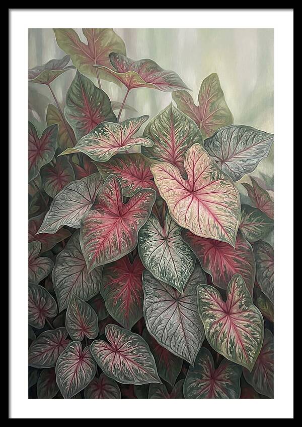 Caladium Foliage In Bloom