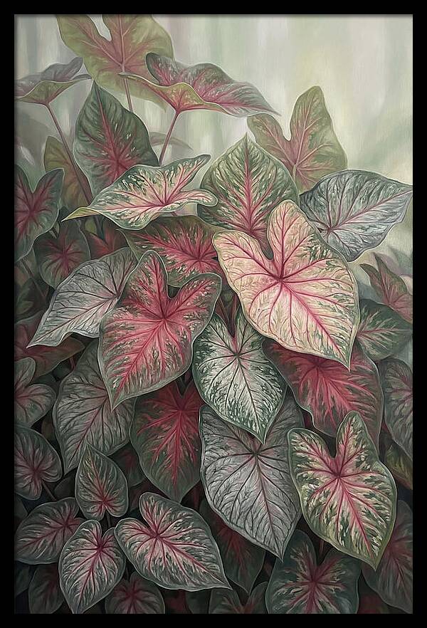 Caladium Foliage In Bloom