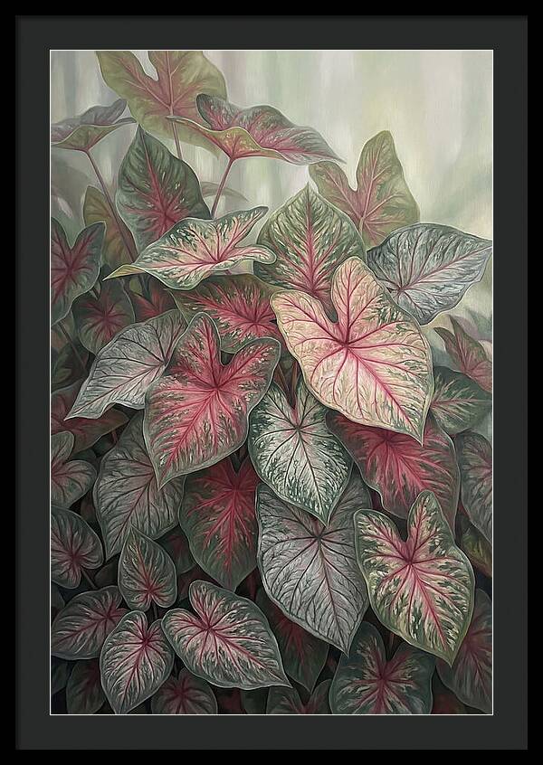 Caladium Foliage In Bloom