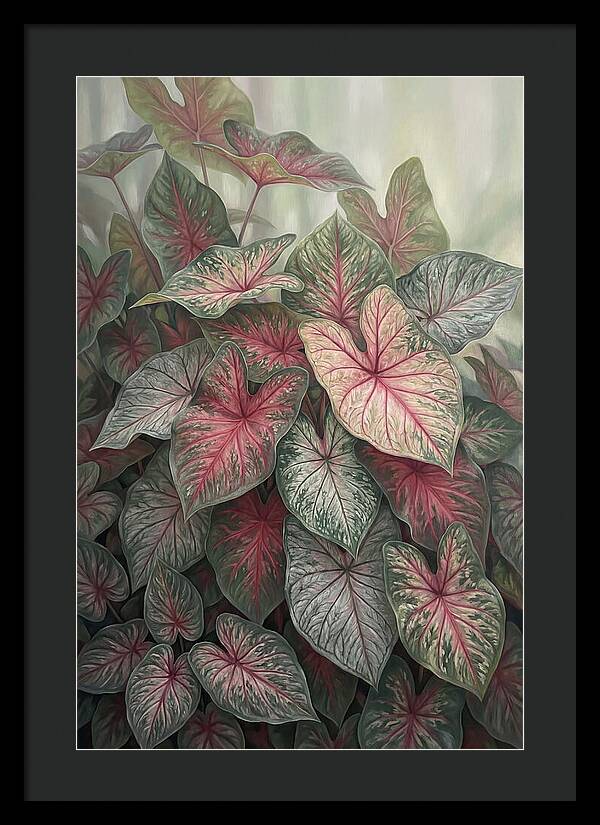 Caladium Foliage In Bloom