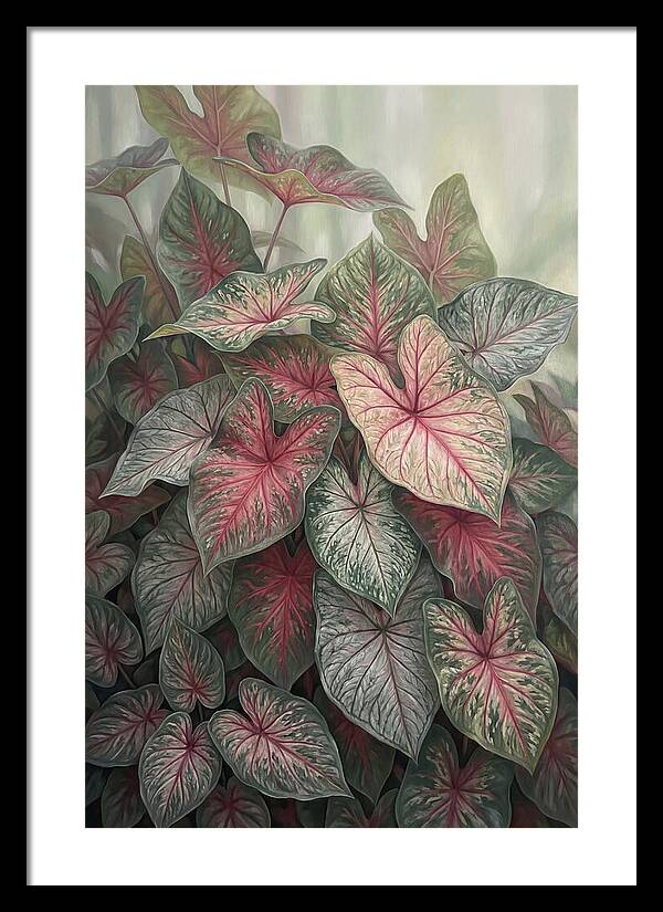 Caladium Foliage In Bloom