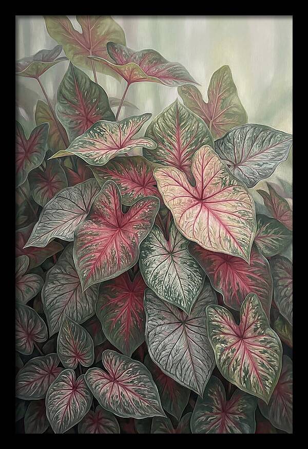 Caladium Foliage In Bloom