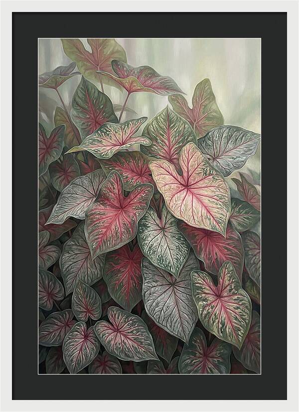 Caladium Foliage In Bloom
