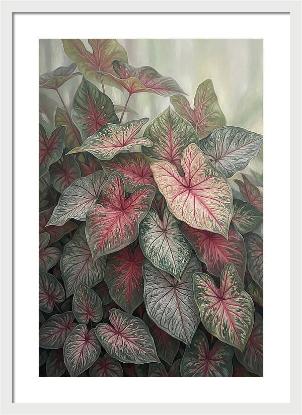 Caladium Foliage In Bloom