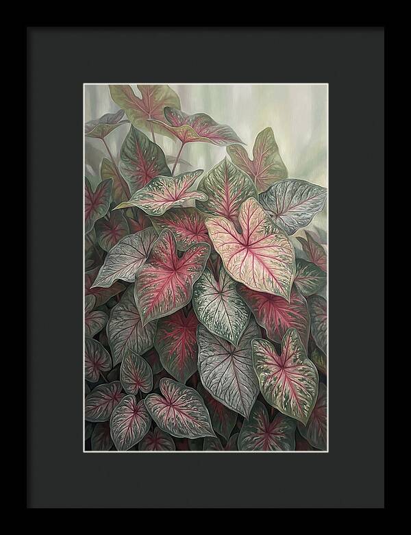 Caladium Foliage In Bloom