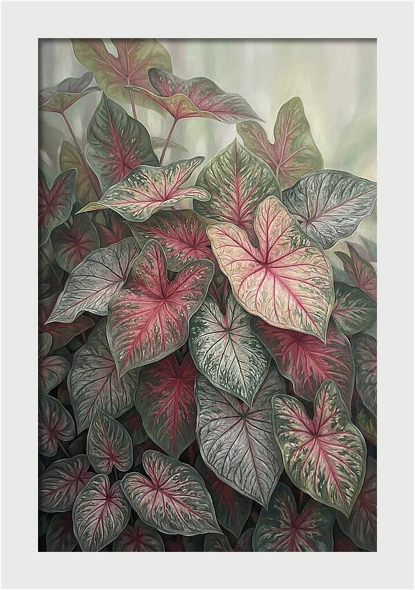 Caladium Foliage In Bloom