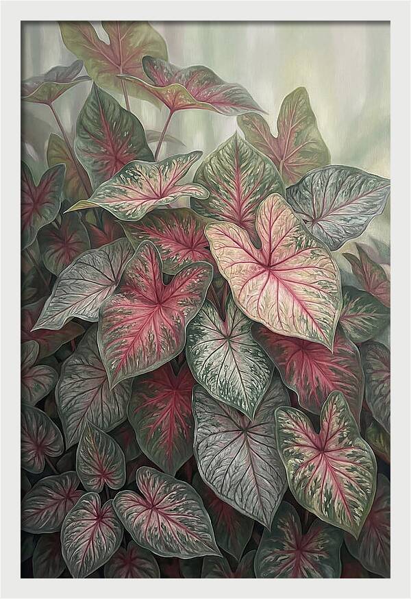 Caladium Foliage In Bloom
