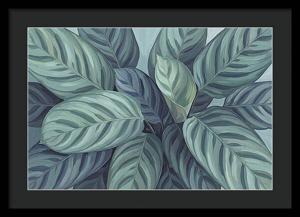 Calathea Leaves In Harmony