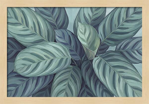 Calathea Leaves In Harmony