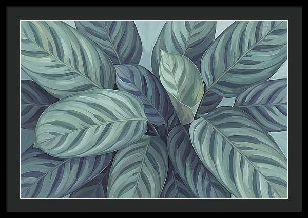 Calathea Leaves In Harmony