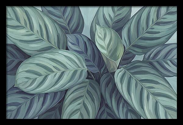 Calathea Leaves In Harmony