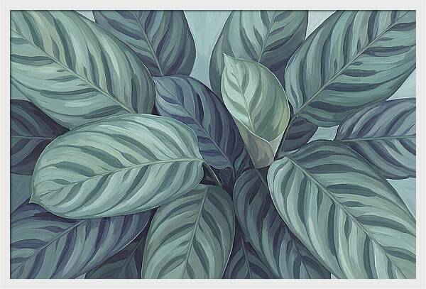 Calathea Leaves In Harmony