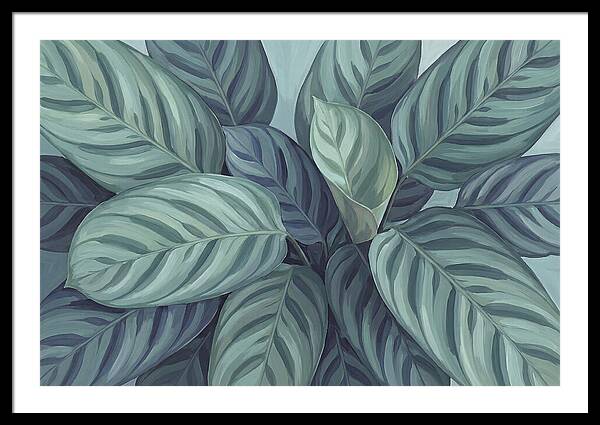 Calathea Leaves In Harmony