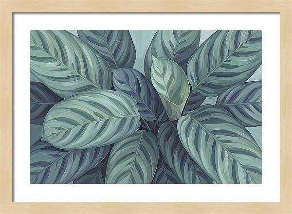 Calathea Leaves In Harmony