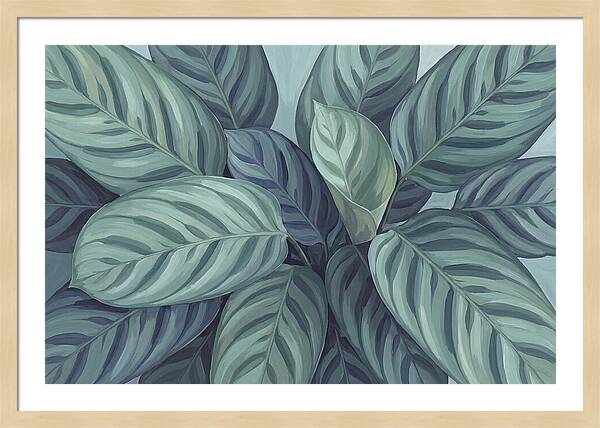 Calathea Leaves In Harmony