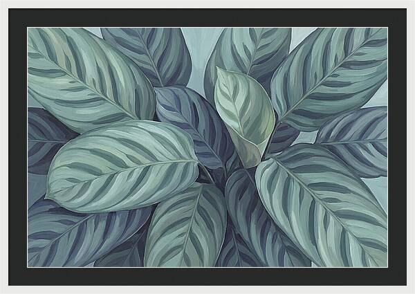 Calathea Leaves In Harmony