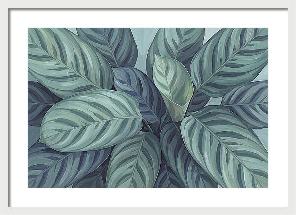 Calathea Leaves In Harmony