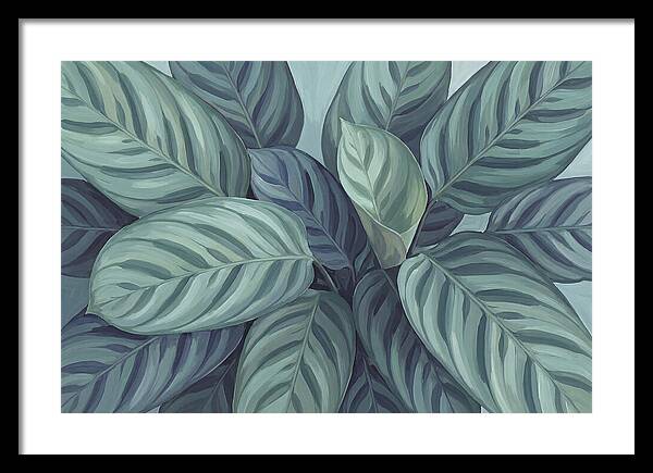 Calathea Leaves In Harmony