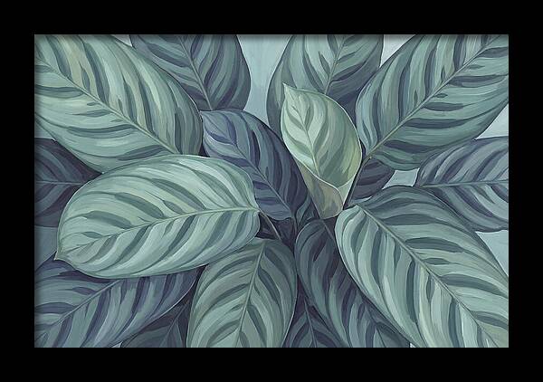 Calathea Leaves In Harmony