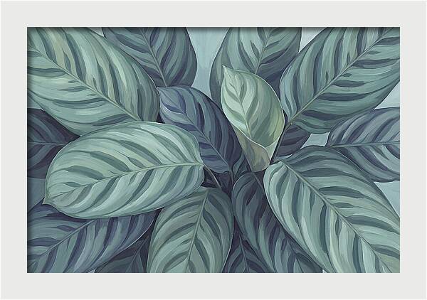 Calathea Leaves In Harmony