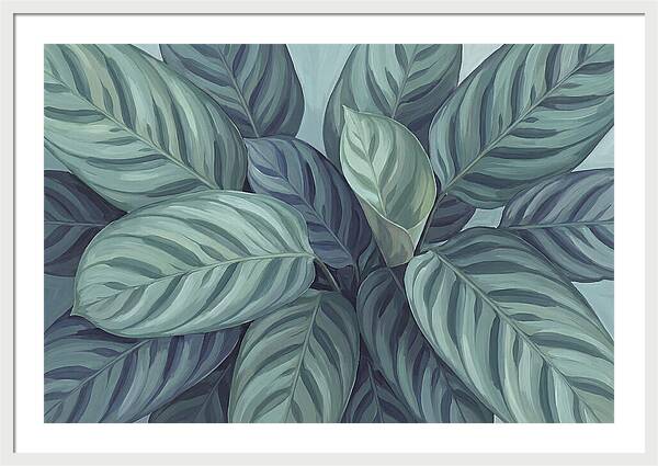 Calathea Leaves In Harmony